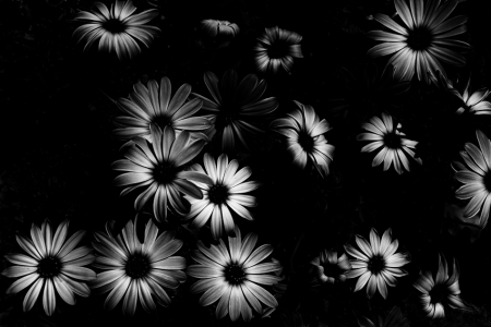 Black_Flowers by Mitch Fujiwara - FINEART-PORTUGAL